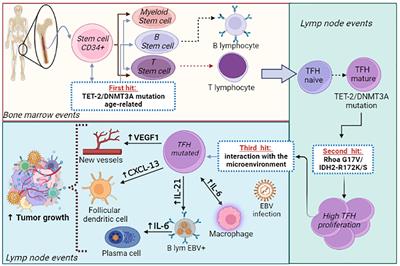 Angioimmunoblastic T-cell lymphoma and correlated neoplasms with T-cell follicular helper phenotype: from molecular mechanisms to therapeutic advances